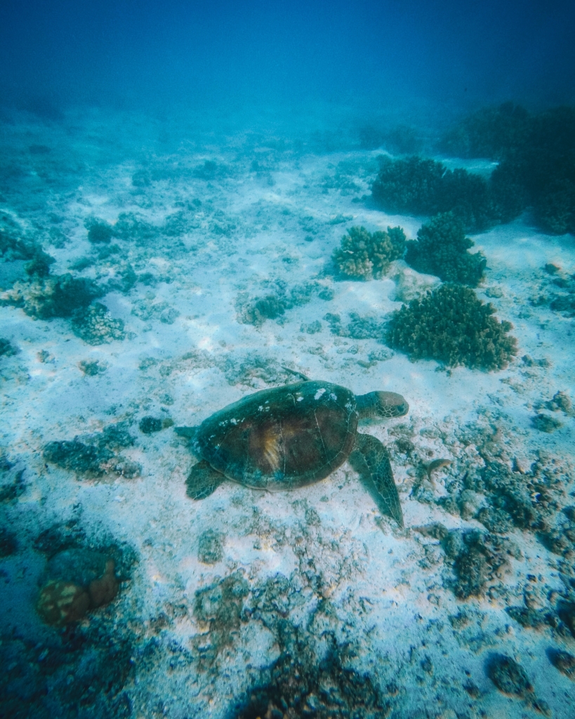 Snorkeling à Coral Bay